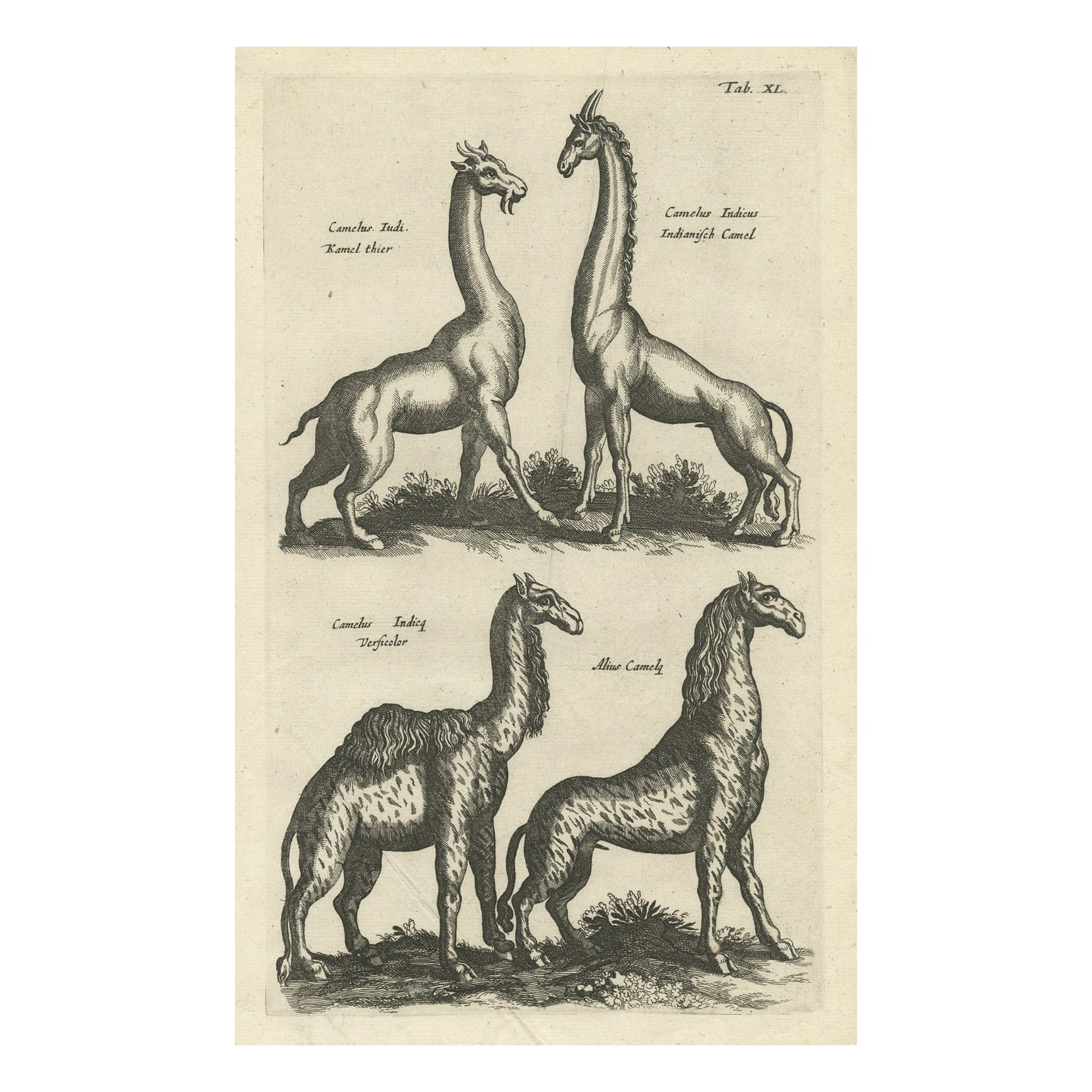 Rare Antique Print of Various Animals, Camelus Iudi, Camelus Indicus Etc, 1657 For Sale