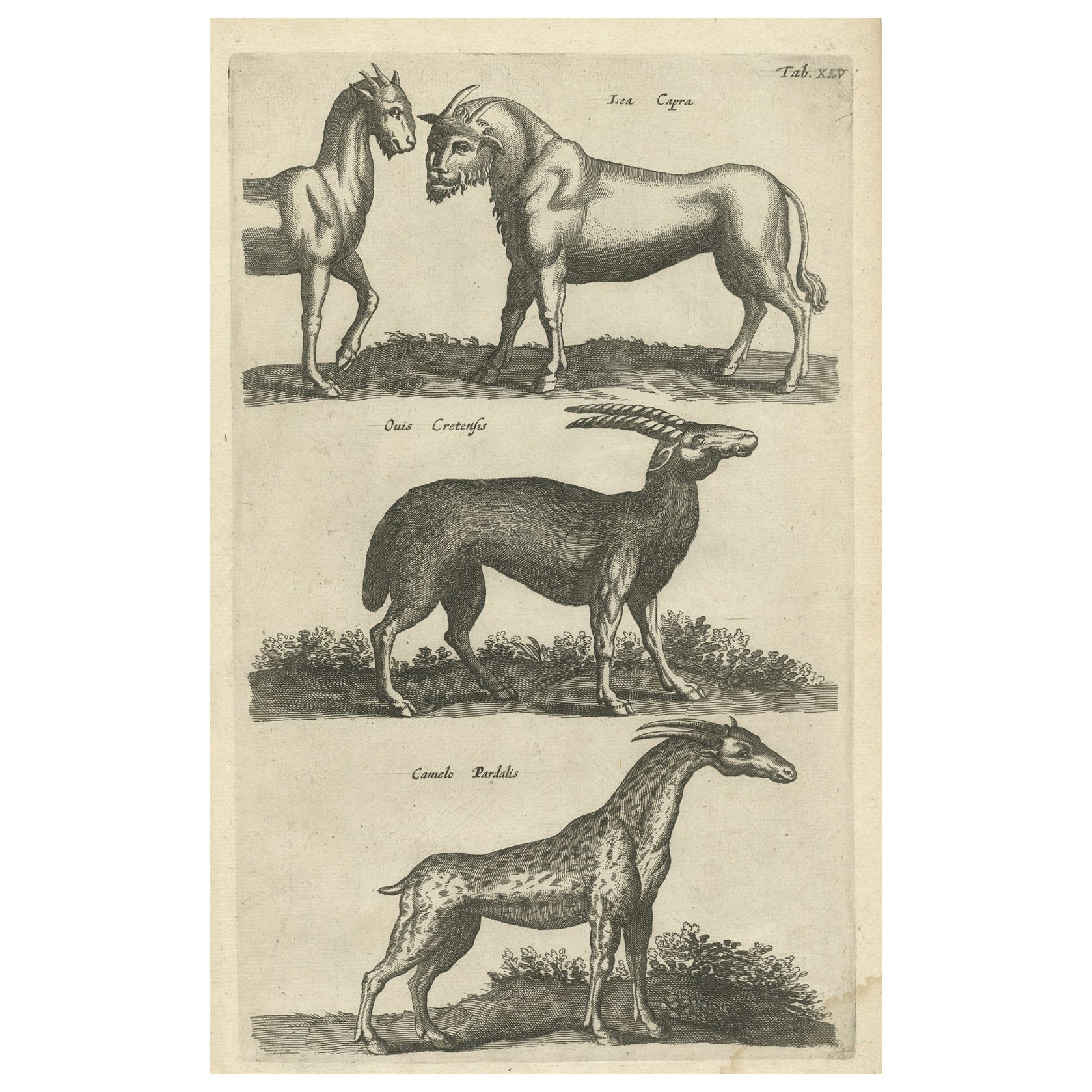 Animali rari Lea Capra, Creatura fantastica, Ovis Cretensis, Camelo Pardalis, 1657 in vendita