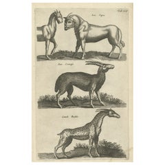 Antique Rare Animals Lea Capra, Fantasy Creature, Ovis Cretensis, Camelo Pardalis, 1657