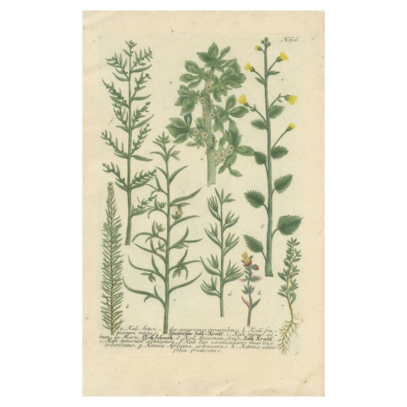 Antique Hand-Coloured Botany Print of Various Plants, 1742 For Sale