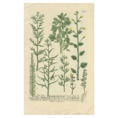Antiker handkolorierter Botanikdruck mit verschiedenen Pflanzen, 1742