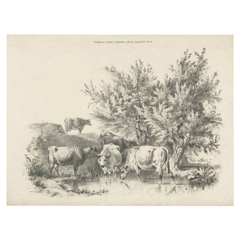 Antique Print of Cattle by Cooper, circa 1839 For Sale