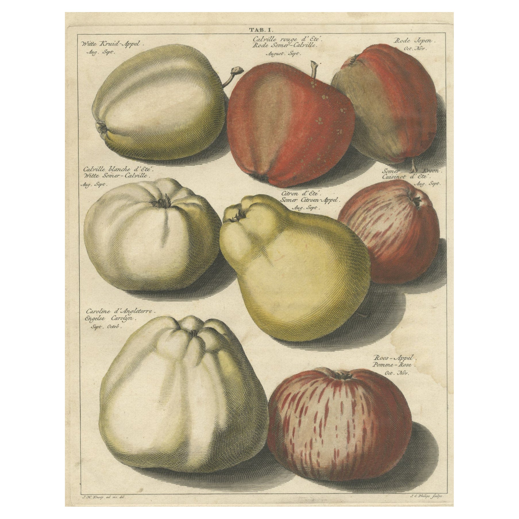 Impression originale et colorée à la main de diverses pommes, 1758
