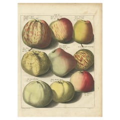 Antiker Druck verschiedener Äpfel von Knoop, 1758
