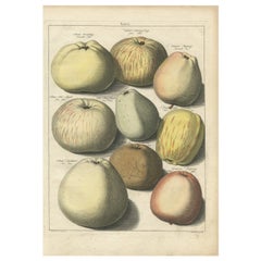 Impression ancienne de diverses pommes par Knoop, 1758