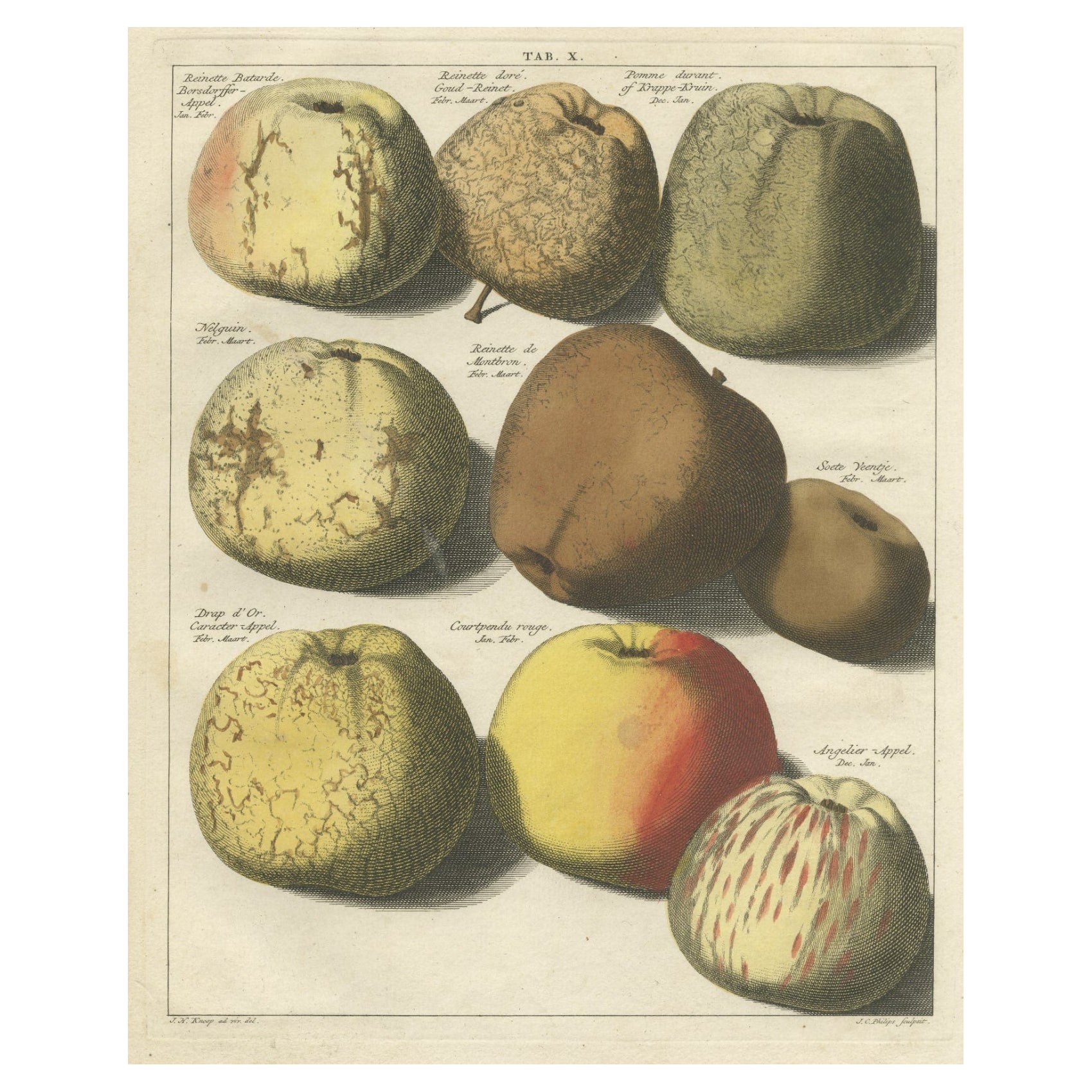 Impression originale colorée à la main d'antiquités de diverses pommes, 1758