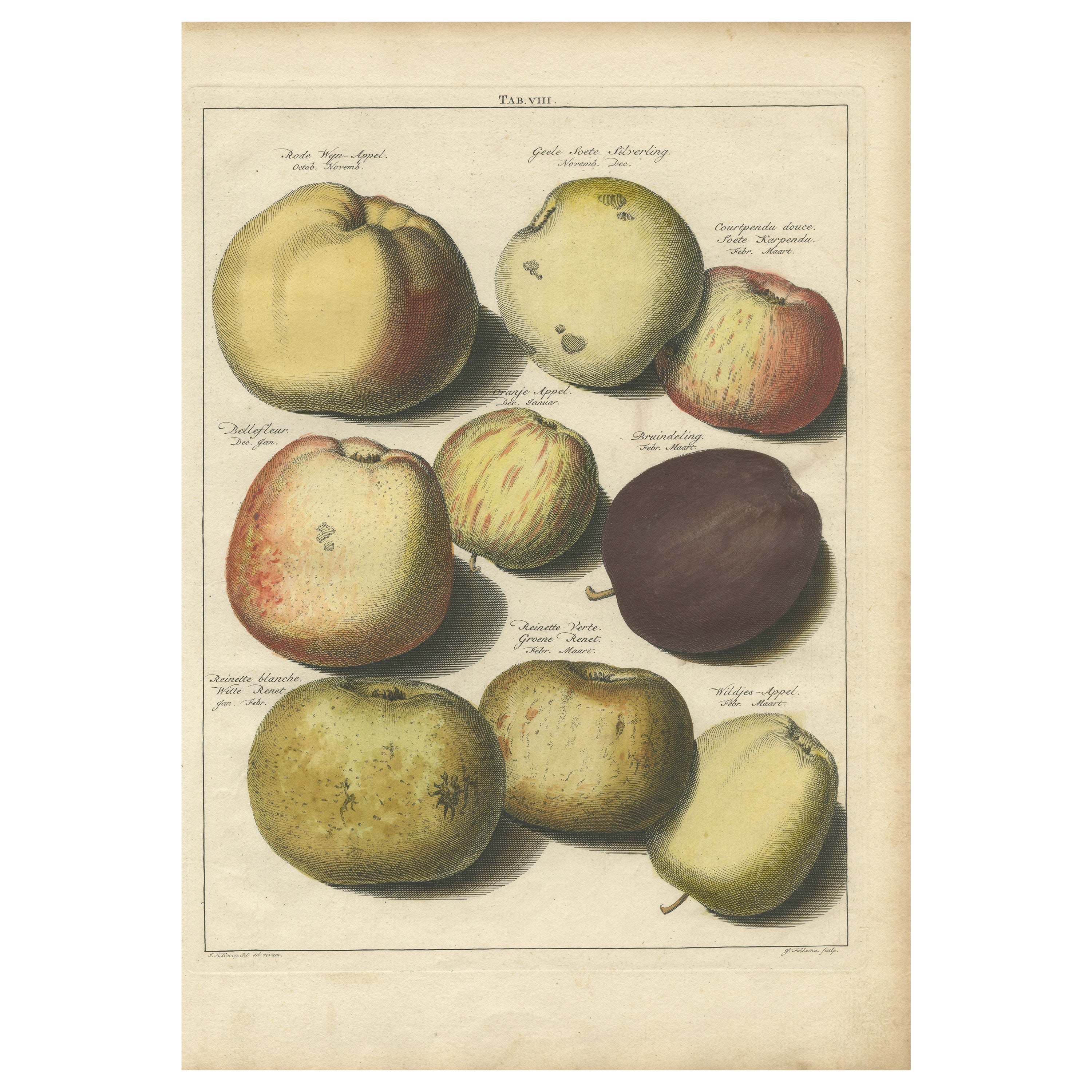 Original Hand-Colored Antique Print of Various Apples, 1758 For Sale