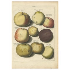 Originaler handkolorierter antiker Druck verschiedener Äpfel, 1758