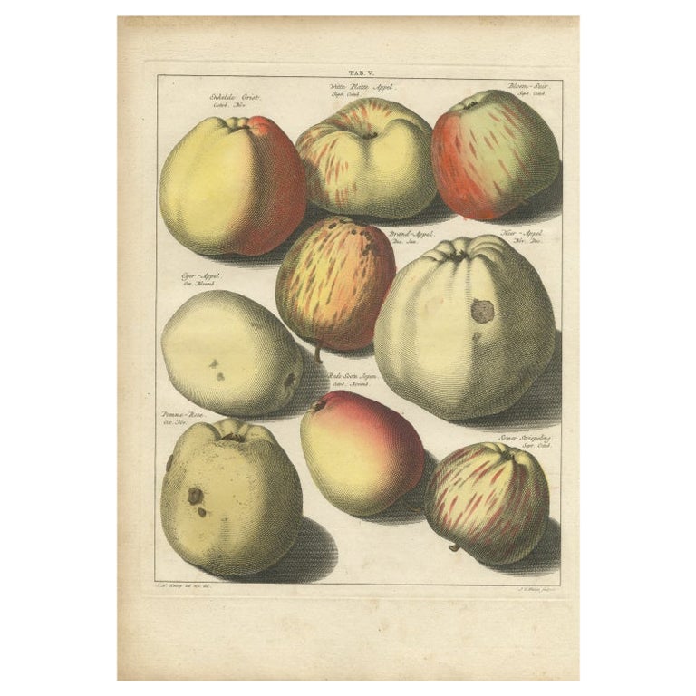 Nicely Hand-Colored Antique Print of Various Apples, 1758 For Sale