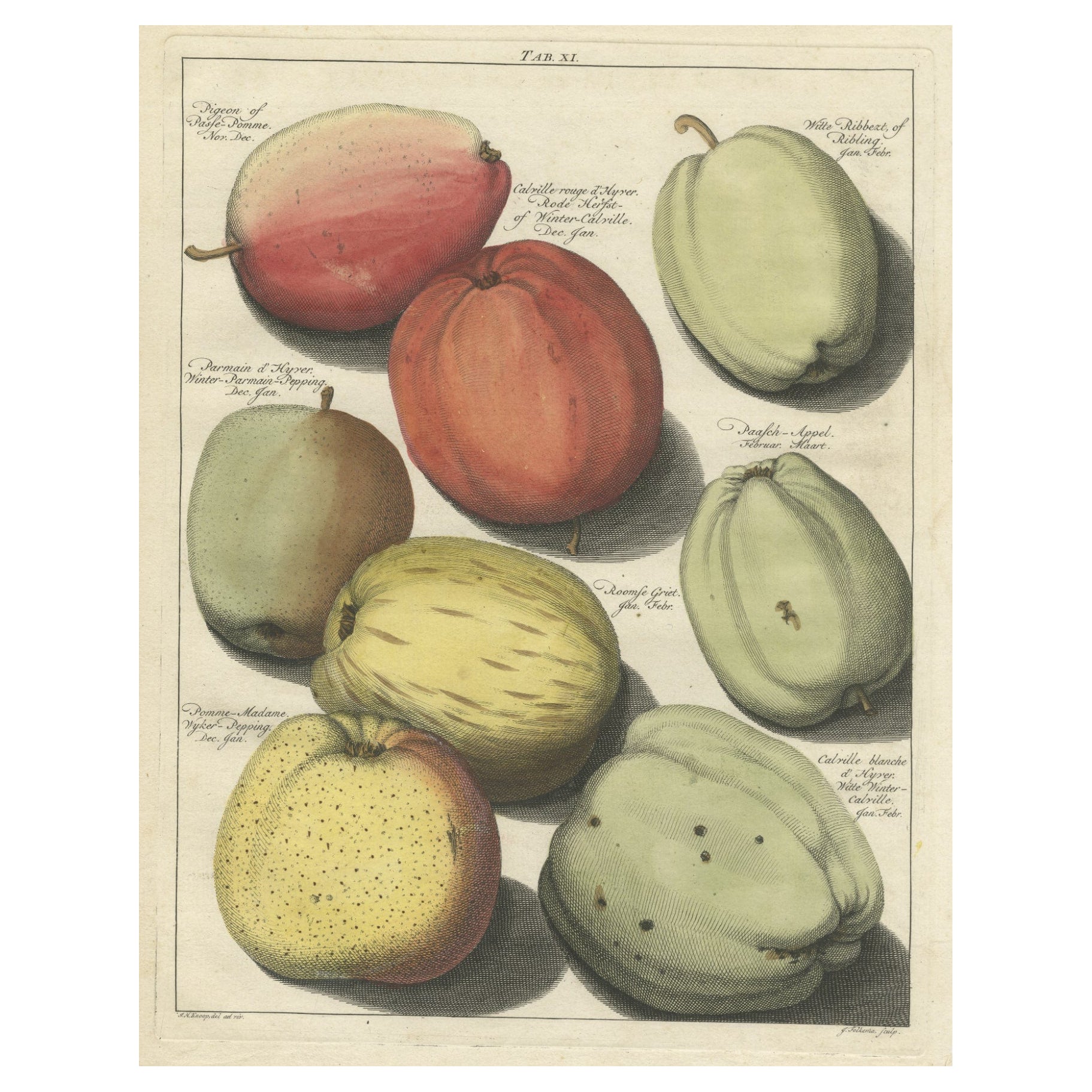 Ancienne gravure originale colorée à la main de diverses pommes, 1758