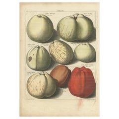 Impression originale colorée à la main d'antiquités de diverses pommes, 1758