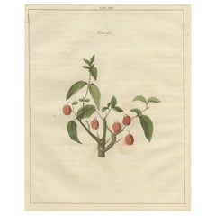 Antique Print of Dogwood by Knoop, 1758