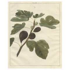 Antique Print of a Fig by Knoop, 1758