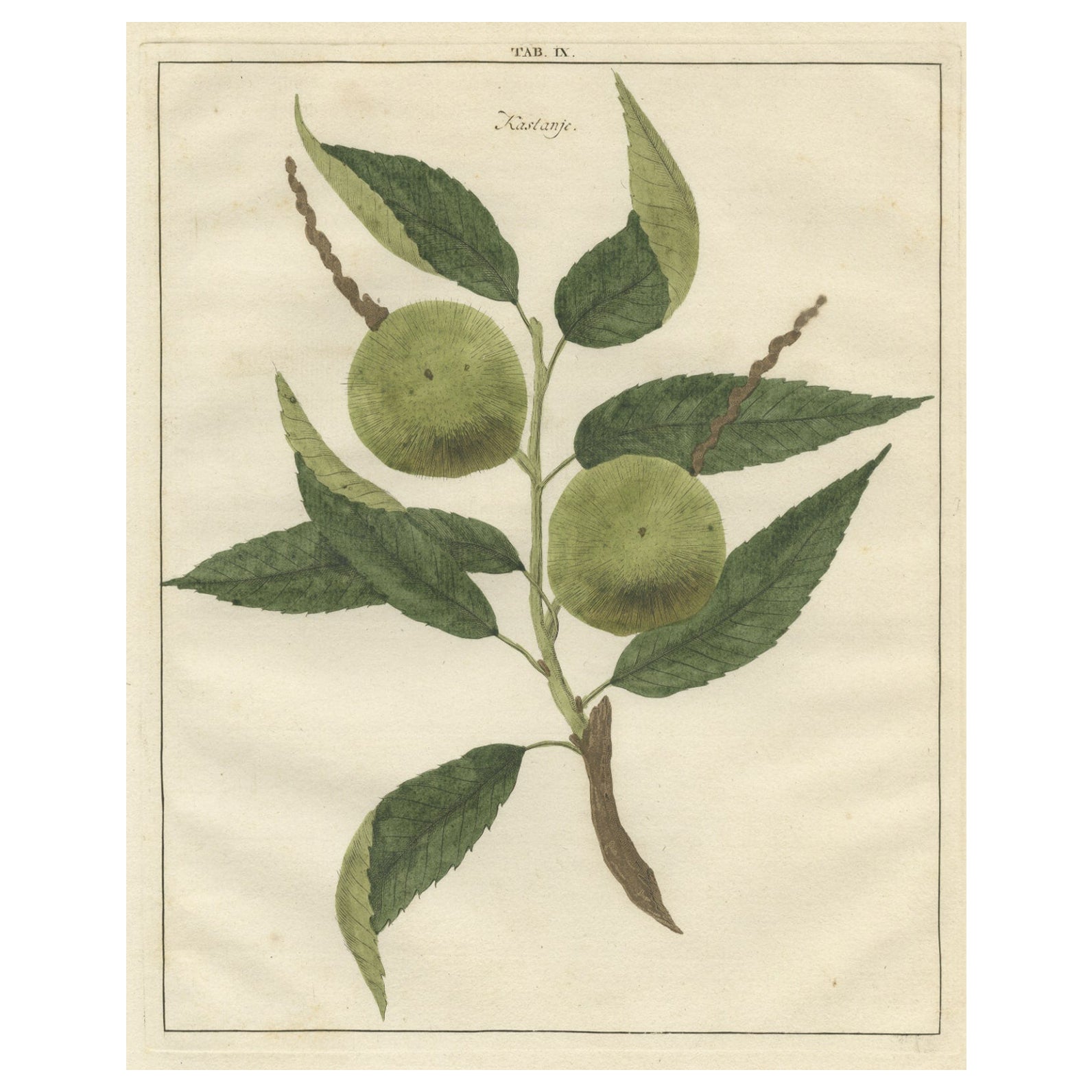 Antique Print of a Chestnut by Knoop, 1758 For Sale
