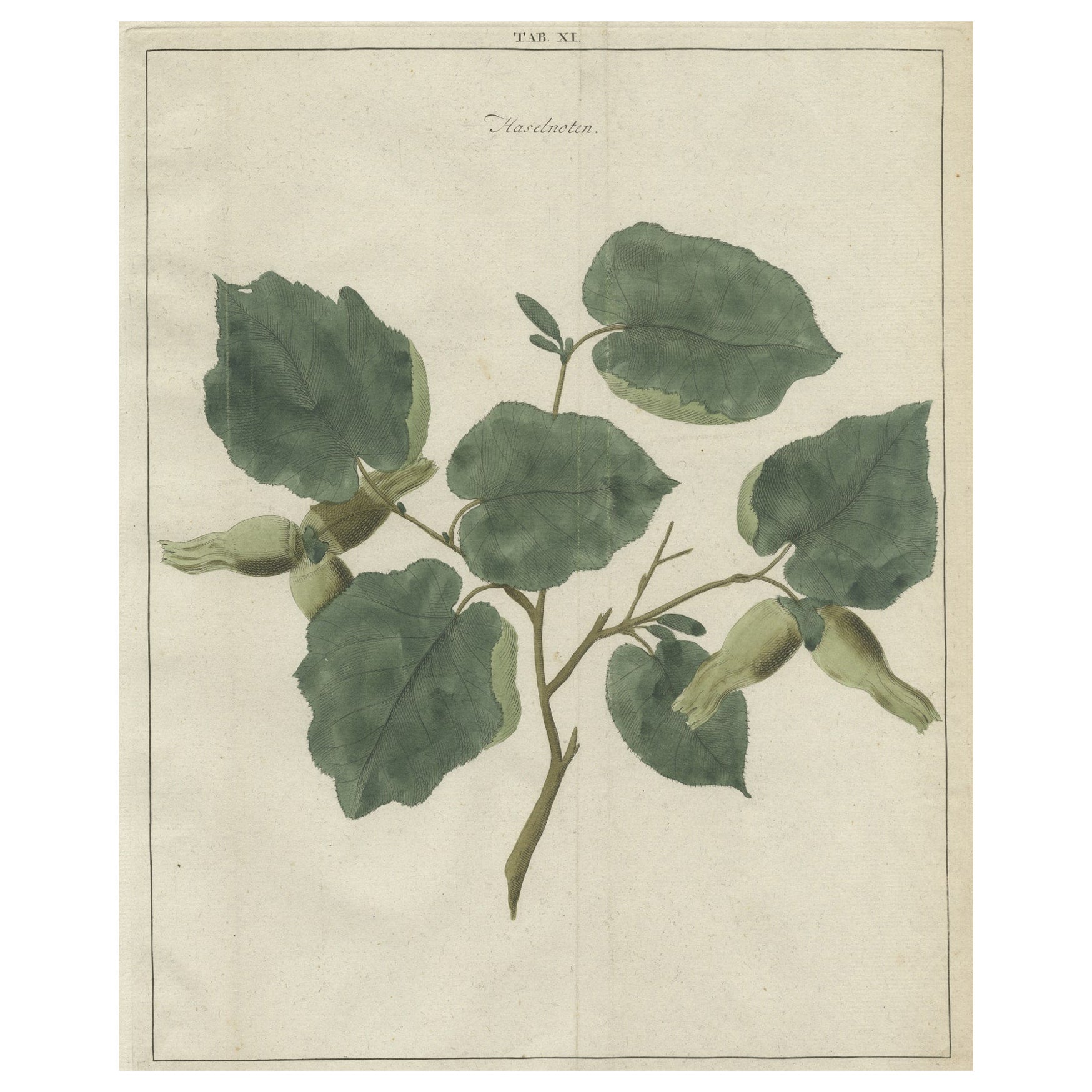Antiker handkolorierter Druck der gewöhnlichen Hazel, 1758