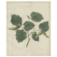 Antique Hand-Colored Print of the Common Hazel, 1758