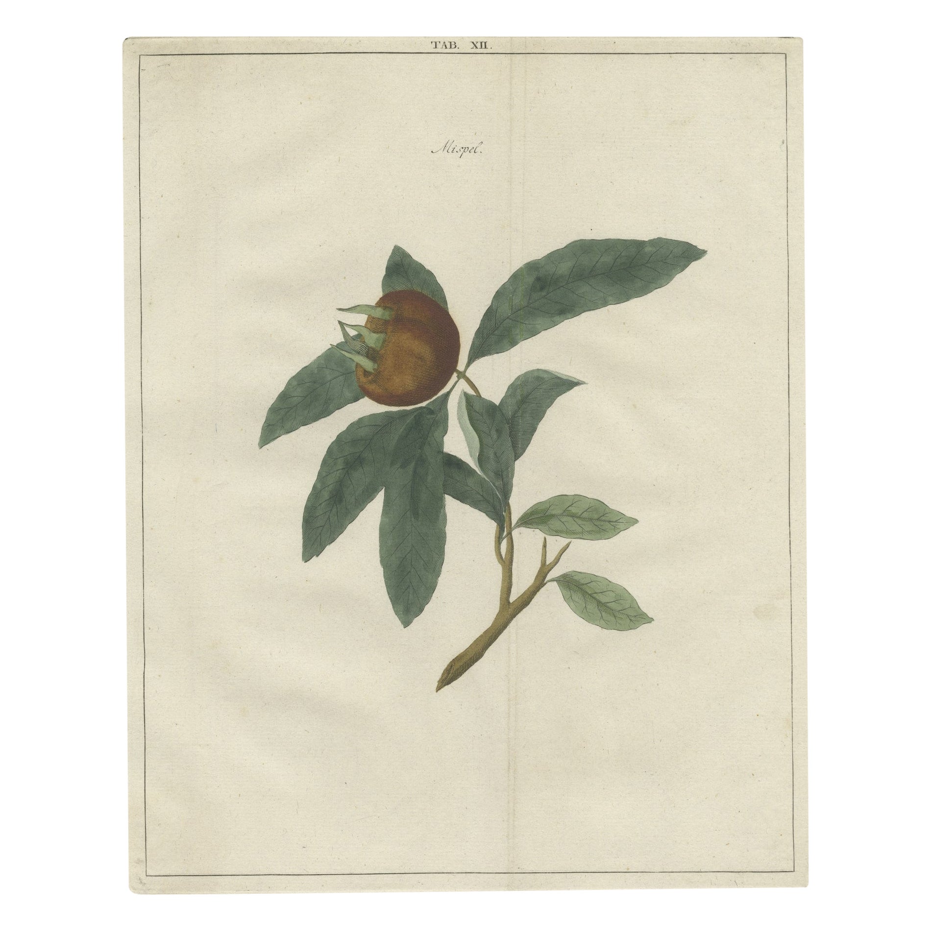 Antique Hand-Colored Print of a Medlar, 1758