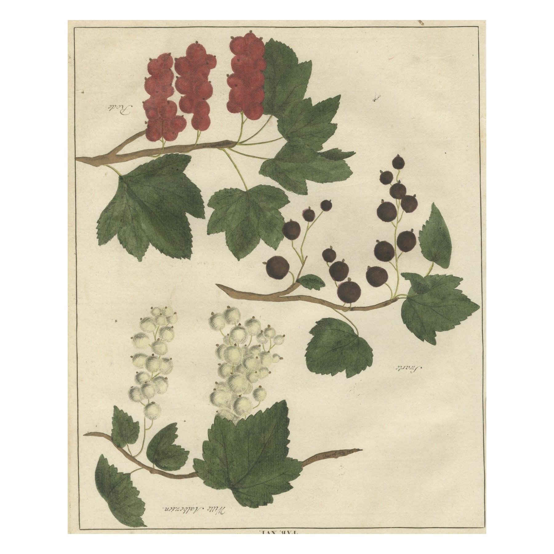 Antique Hand-Colored Print of Currants, 1758