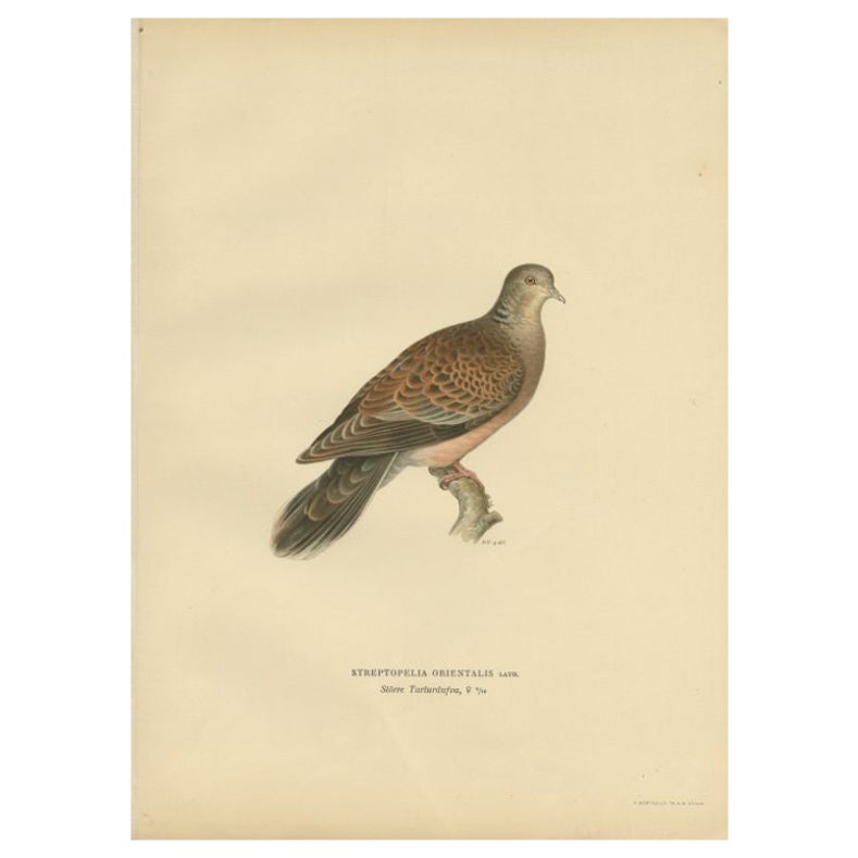 Antique Bird Print of the Oriental Turtle Dove, 1929 For Sale