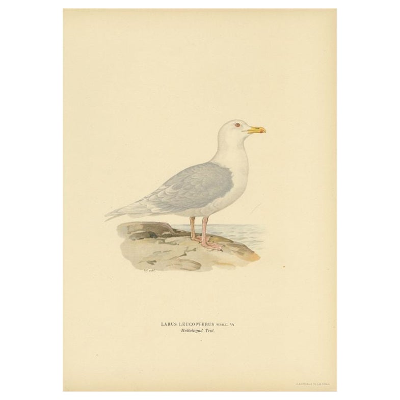 Antique Bird Print of the White-Winged Tern by Von Wright, 1929 For Sale