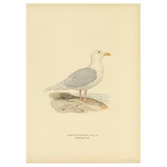 Vintage Bird Print of the White-Winged Tern by Von Wright, 1929