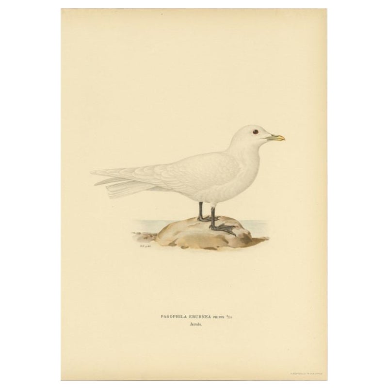 Antiker Vogeldruck des elfenbeinfarbenen Gulls, 1929