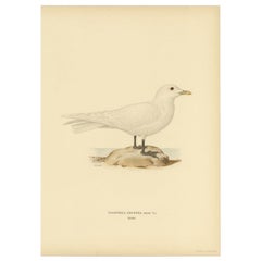 Estampa antigua de la gaviota marfileña, 1929