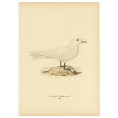 Antiker Vogeldruck des elfenbeinfarbenen Gulls, 1929