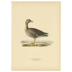 Vintage Bird Print of the Female White-Fronted Goose, 1929