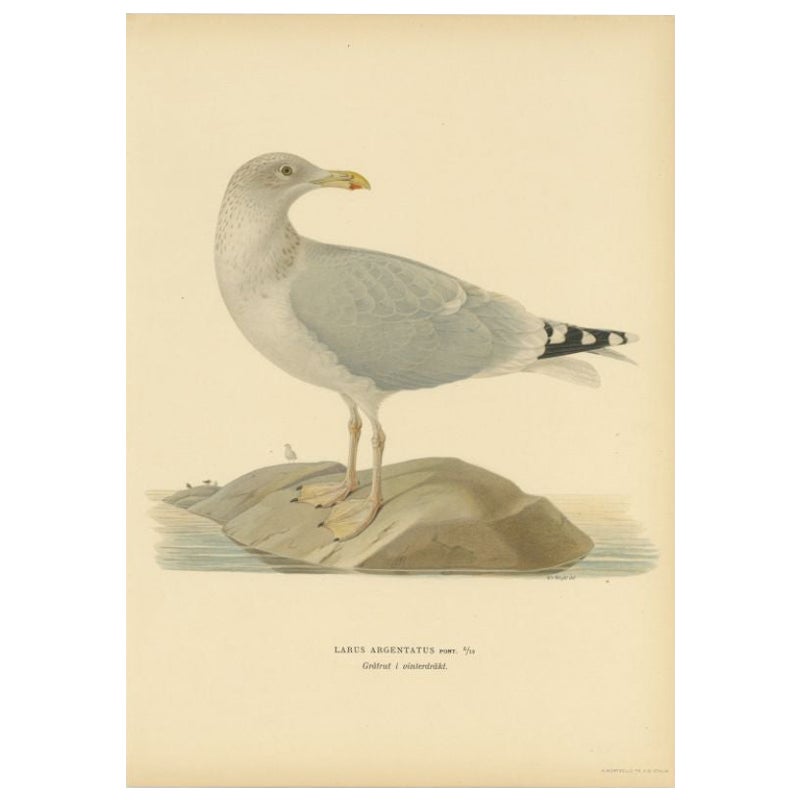 Antique Bird Print of the European Herring Gull 'Winter', 1929