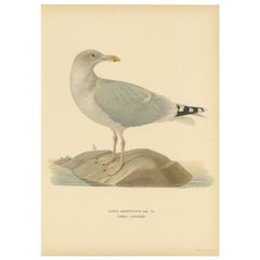 Vintage Bird Print of the European Herring Gull 'Winter', 1929