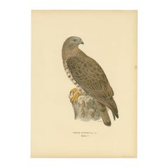 Antiker Vogeldruck des Honigcockards, 1929