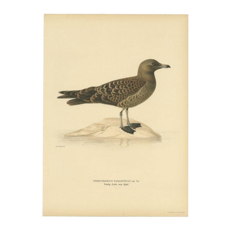 Antique Bird Print of the Parasitic Jaeger, 1929