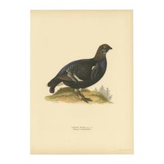 Antique Bird Print of the Male Black Grouse, 1929