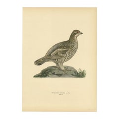 Decorative Antique Bird Print of the Female Hazel Grouse, 1929