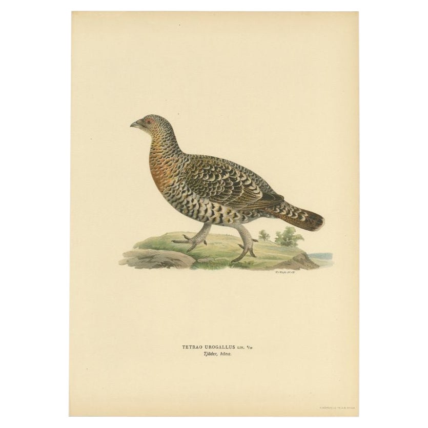 Antiker Vogeldruck des westlichen Capercaillie-Fluss, 1929 im Angebot