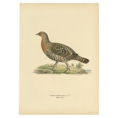 Antique Bird Print of the Western Capercaillie, 1929