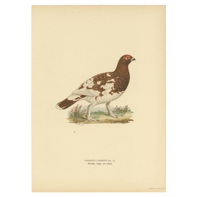 Antique Bird Print of the Female Willow Ptarmigan, 1929 For Sale