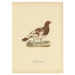 Vintage Bird Print of the Female Willow Ptarmigan, 1929