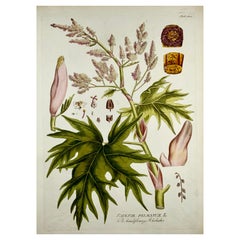Joseph Jacob Plenck '1837-1807', Rhubarb, Herb, Large Folio Hand Colored