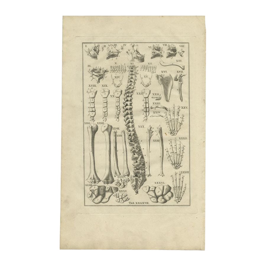 Antique Anatomy Print of the Human Skeleton, Spine, Bones Etc, 1798 For Sale