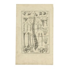Impression ancienne d'anatomie de l'os squelettique, de la colonne vertébrale et des os, 1798
