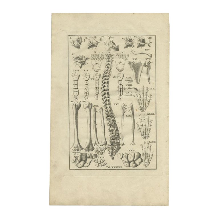Antique Anatomy Print of the Human Skeleton, Spine, Bones Etc, 1798 For ...