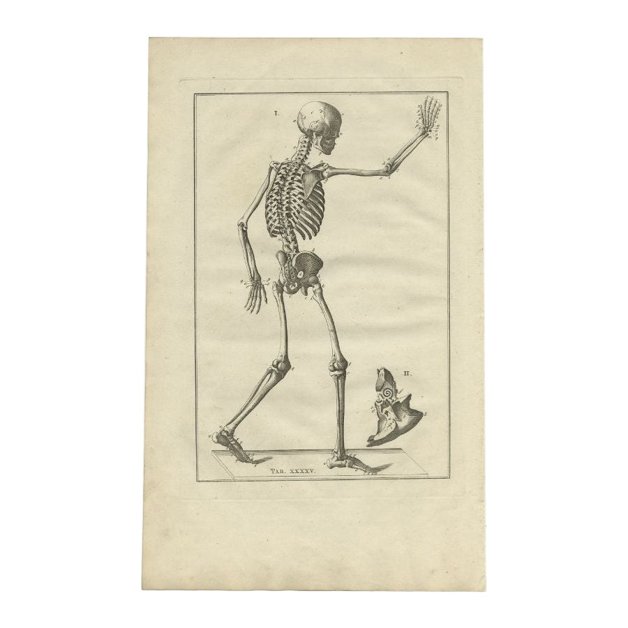 Antiker Anatomiedruck des menschlichen Skeletts, 1798