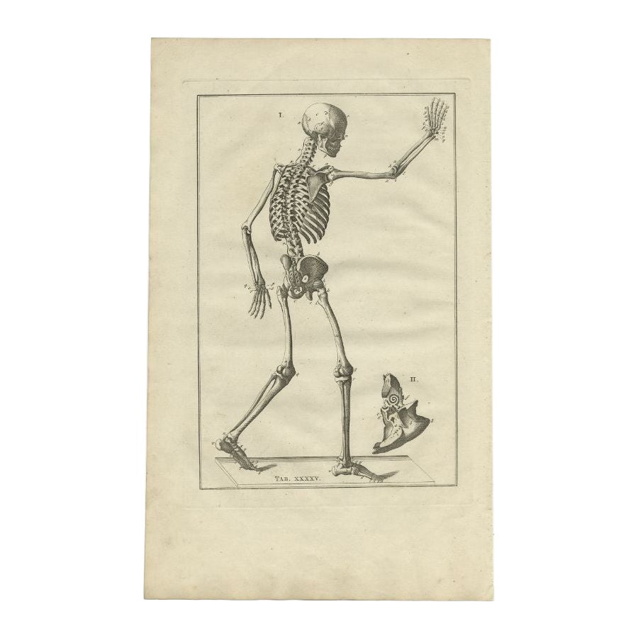 Antique Anatomy Print of the Human Skeleton, 1798