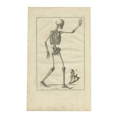 Used Anatomy Print of the Human Skeleton, 1798