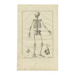 Impression ancienne d'anatomie de l'os squelet humain, 1798