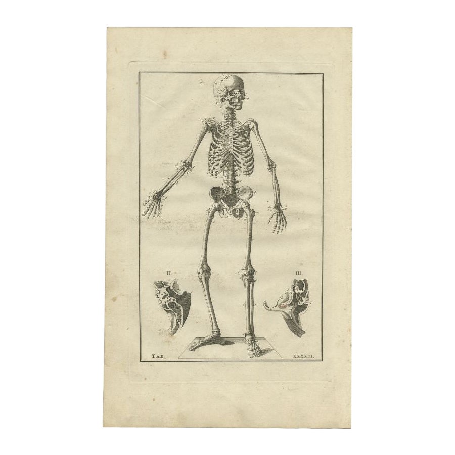 Impression d'anatomie ancienne décorative représentant un squelette humain, 1798 en vente