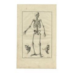 Impression d'anatomie ancienne décorative représentant un squelette humain, 1798