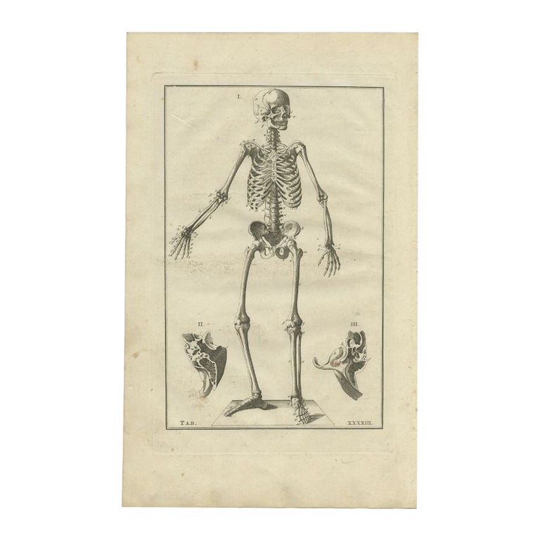 Decorative Antique Anatomy Print of the Human Skeleton, 1798 For Sale ...
